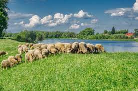 SHEEP HABITAT