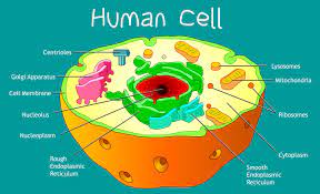 ANATOMY OF A CELL