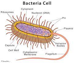 BACTERIA CELL